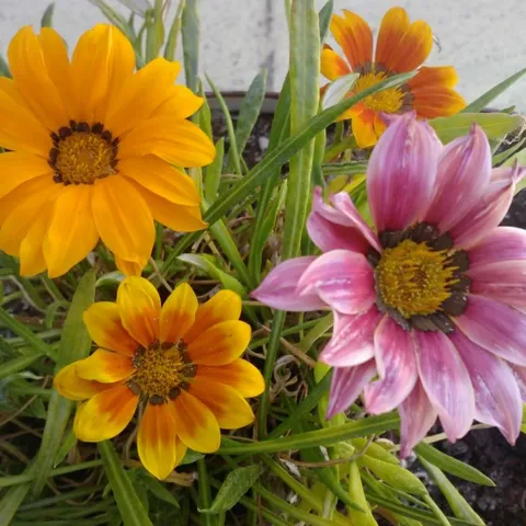 Flowers at the Ouzeri, 2009